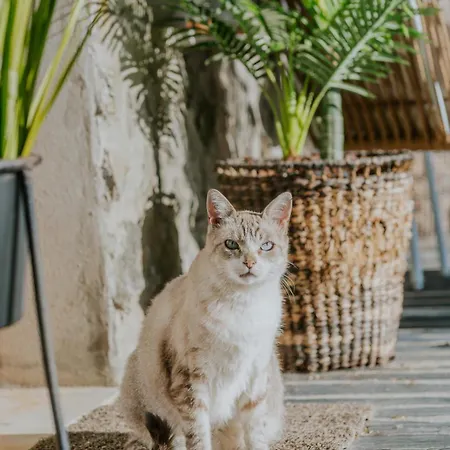 בית חווה Casa Relogio De Sol למאגו